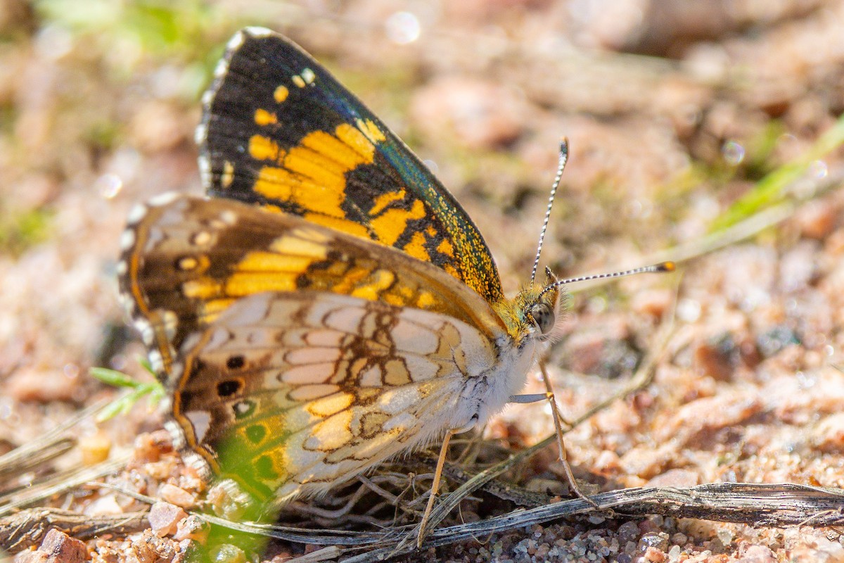Silvery Checkerspot - ML659759328