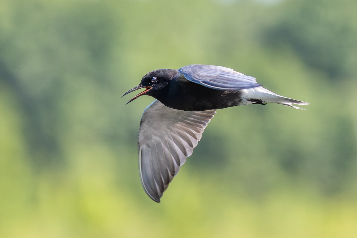 Black Tern - ML659759495