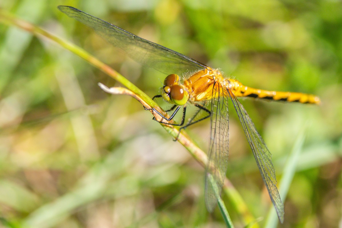 White-faced Meadowhawk - ML659759515