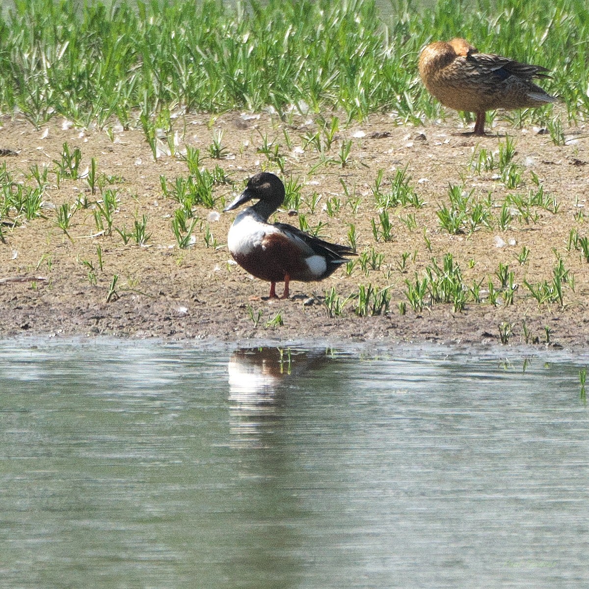 Canard souchet - ML659759614
