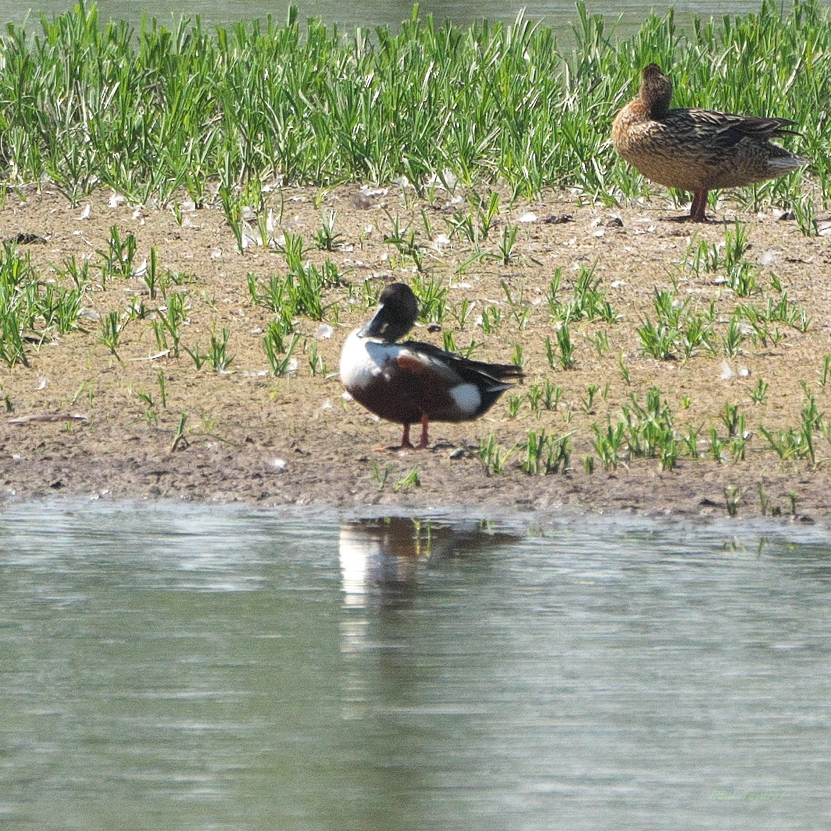 Canard souchet - ML659759615