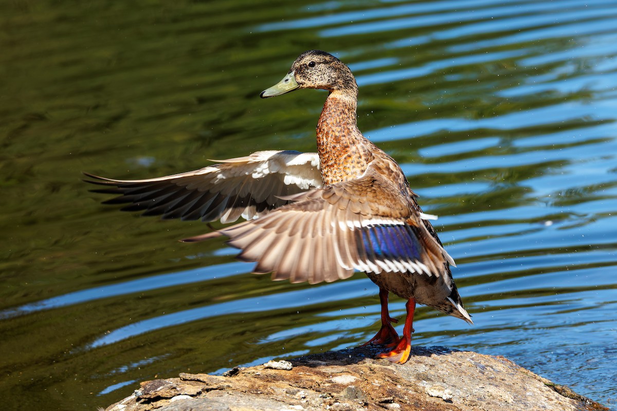 Canard colvert - ML659760337