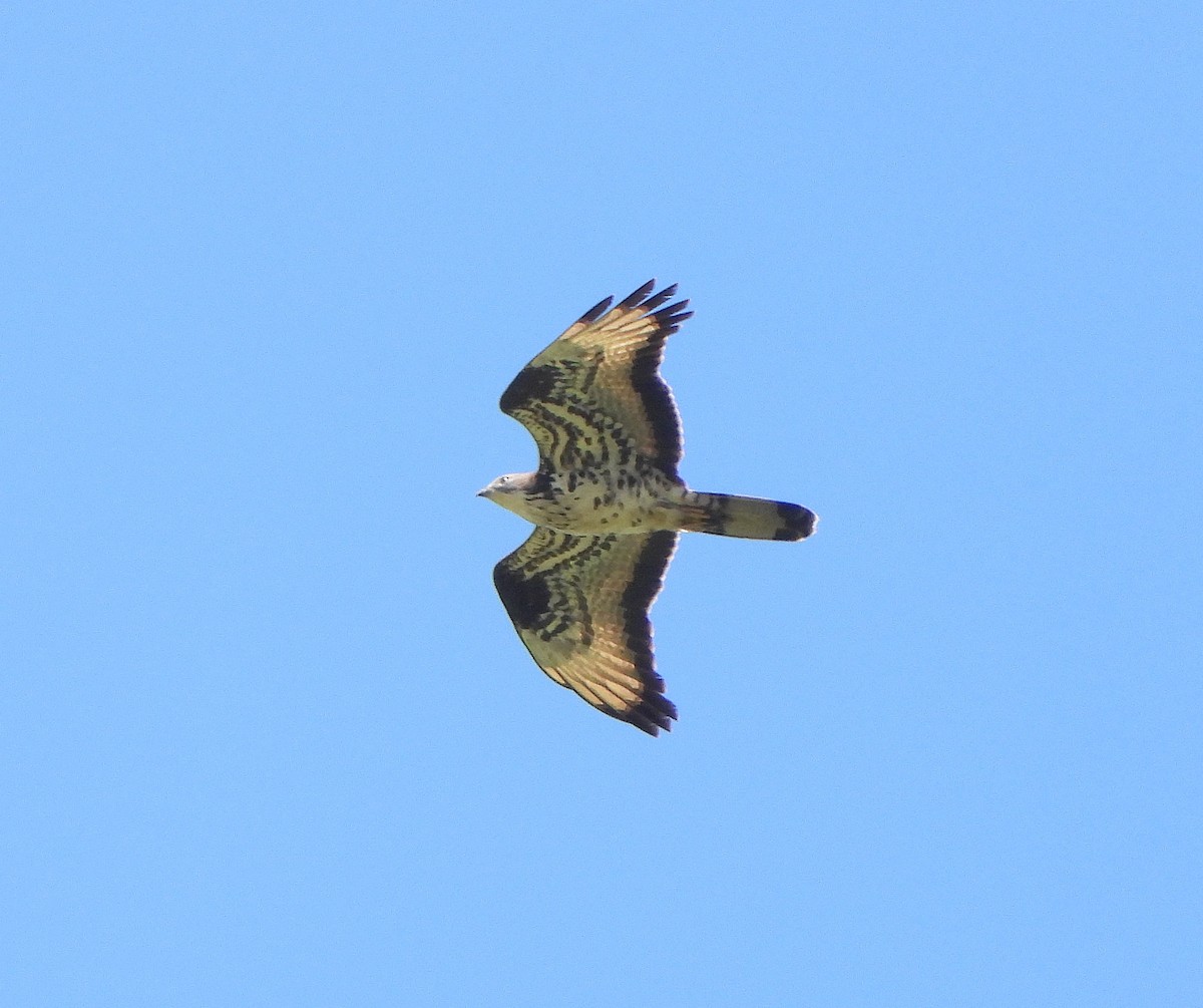 European Honey-buzzard - ML659760751