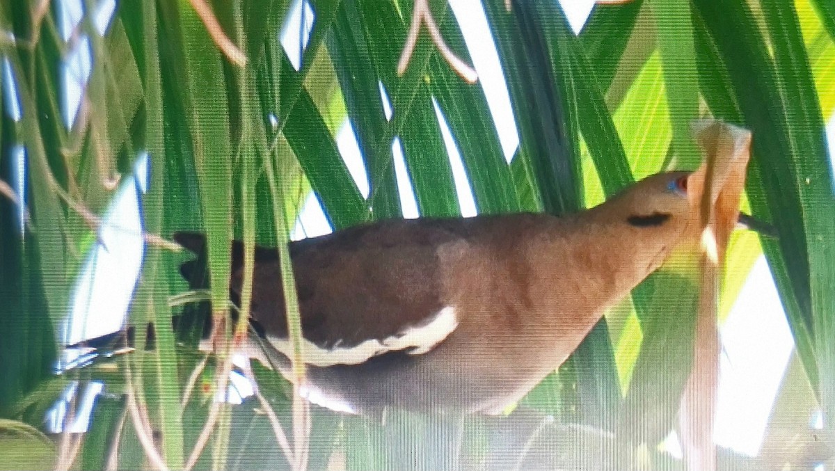 White-winged Dove - ML659760888