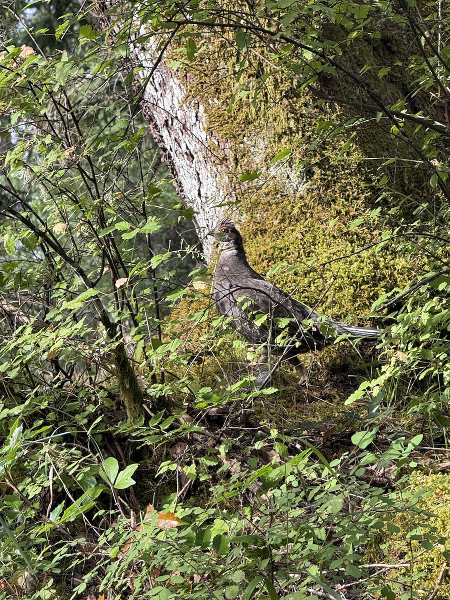 Sooty Grouse - ML659760990