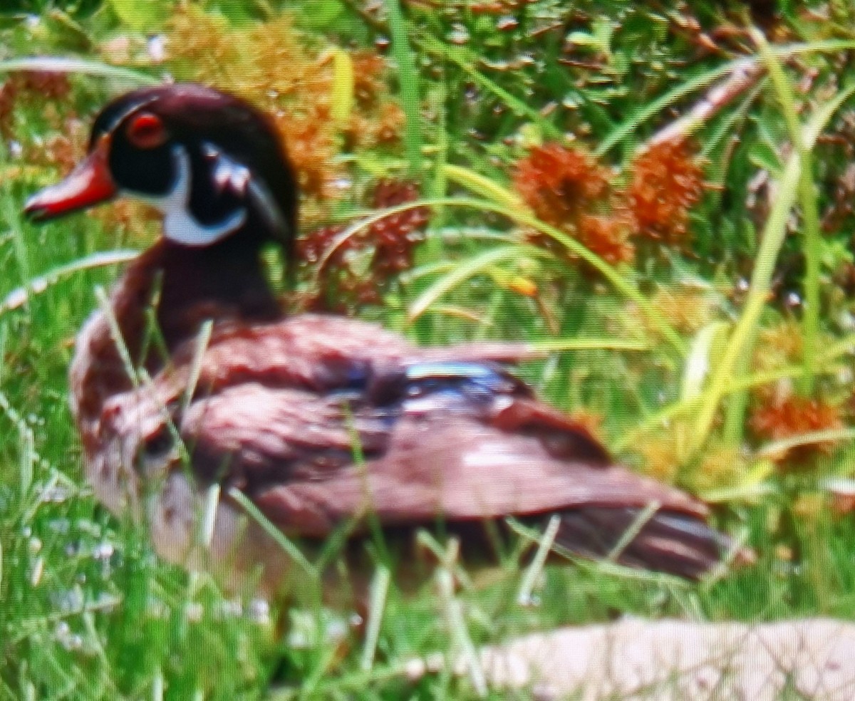 Wood Duck - ML659761043