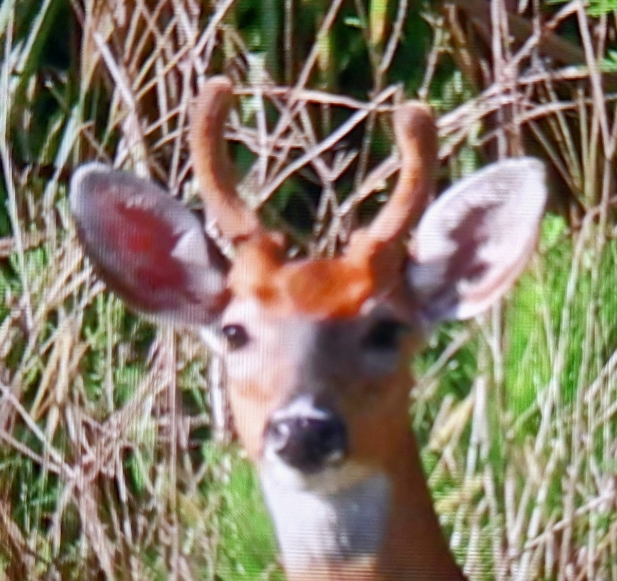 Animals - ML659761076