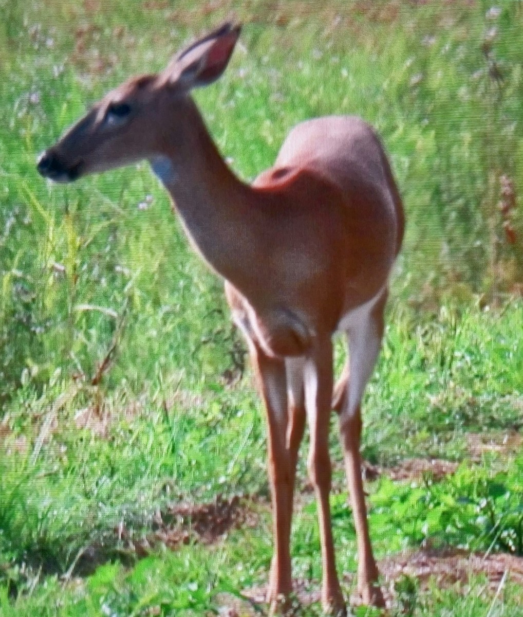 Animals - ML659761078