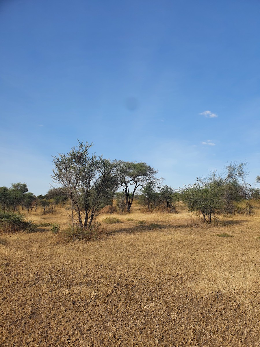 null - ML659761651
