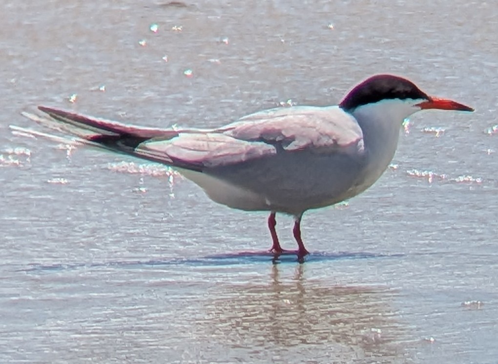 Txenada arrunta - ML659762093
