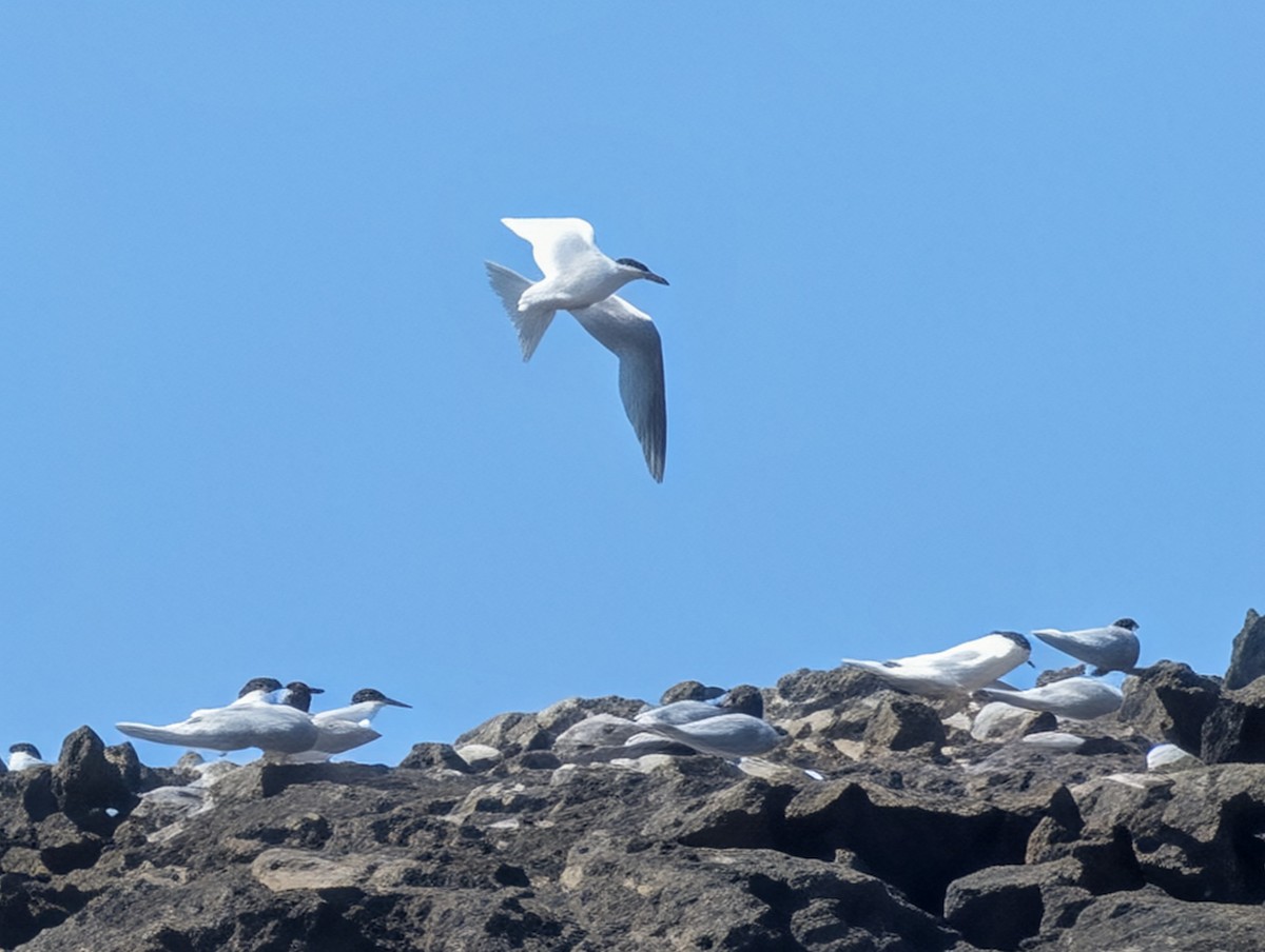 Roseate Tern - ML659762221
