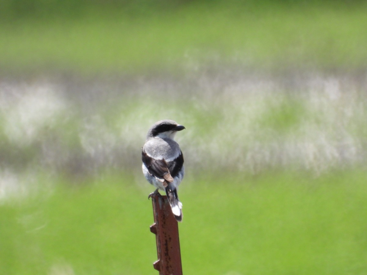ML659762478 - Loggerhead Shrike - Macaulay Library
