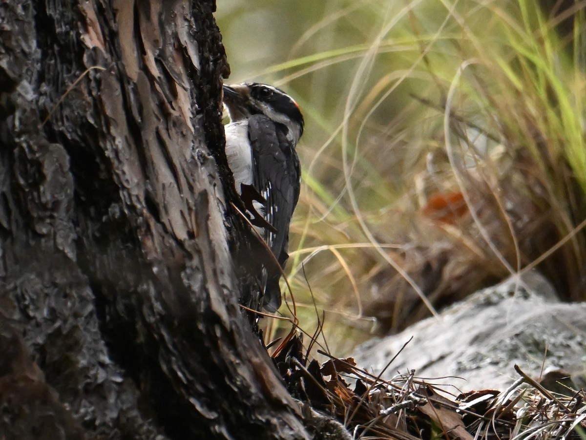 Hairy Woodpecker - ML659762884