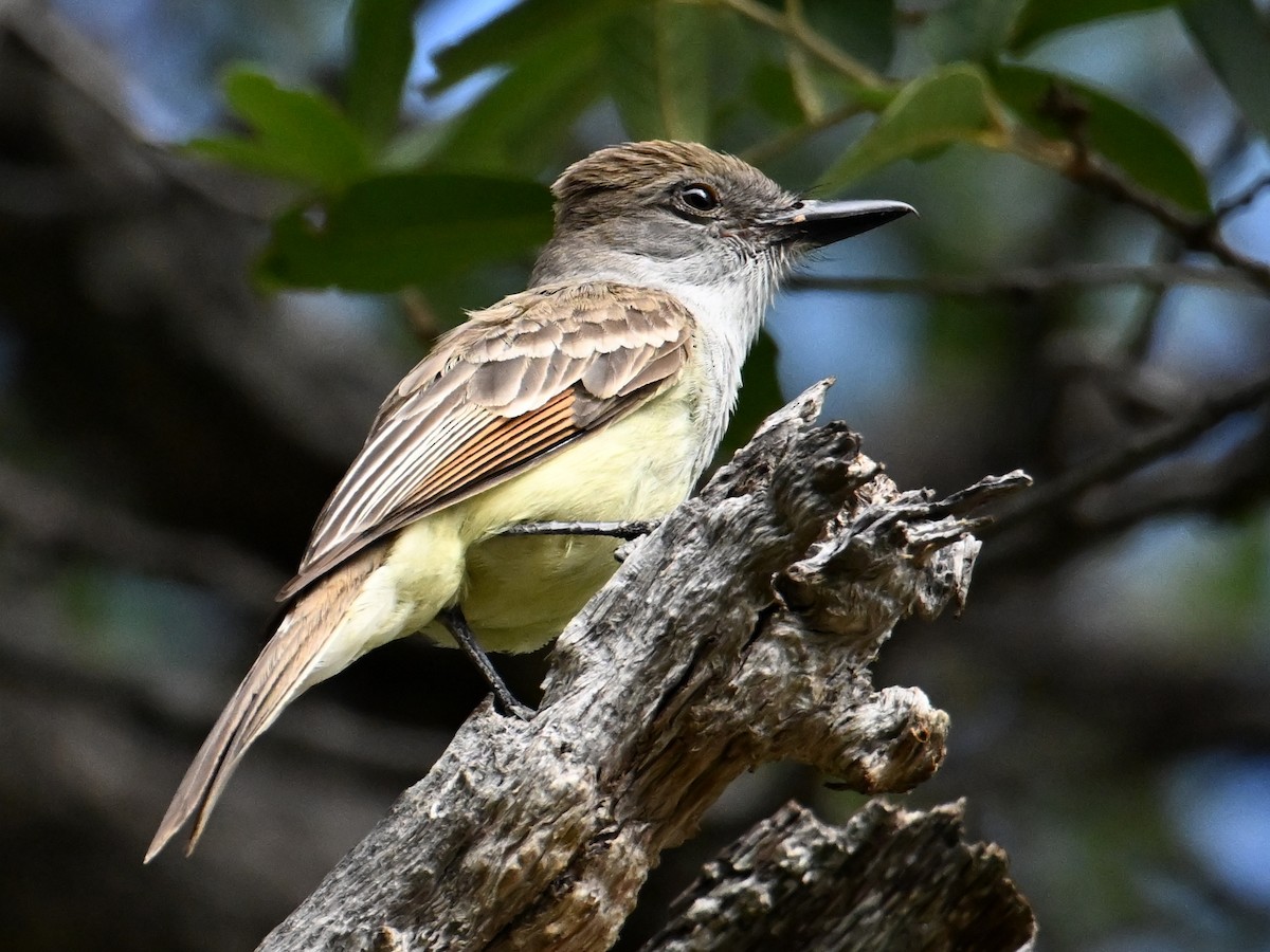 Brown-crested Flycatcher - ML659762899