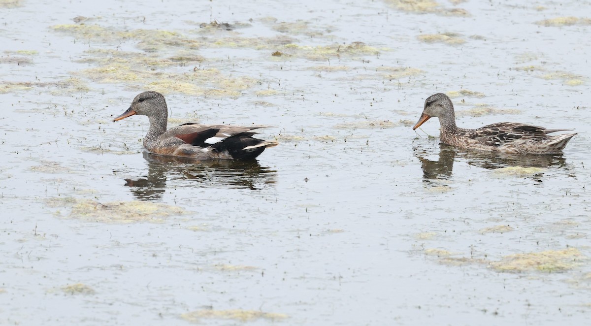 Gadwall - ML659763050