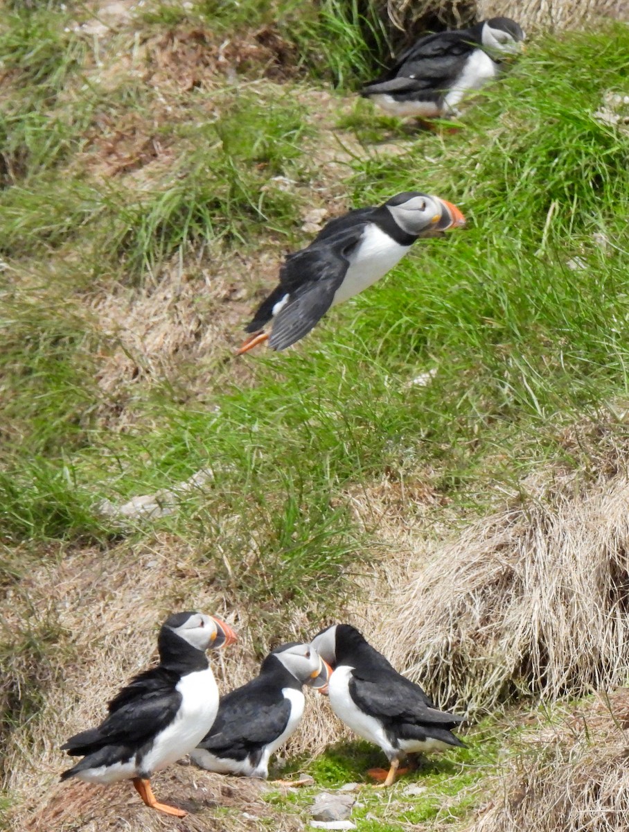 Atlantic Puffin - ML659764075