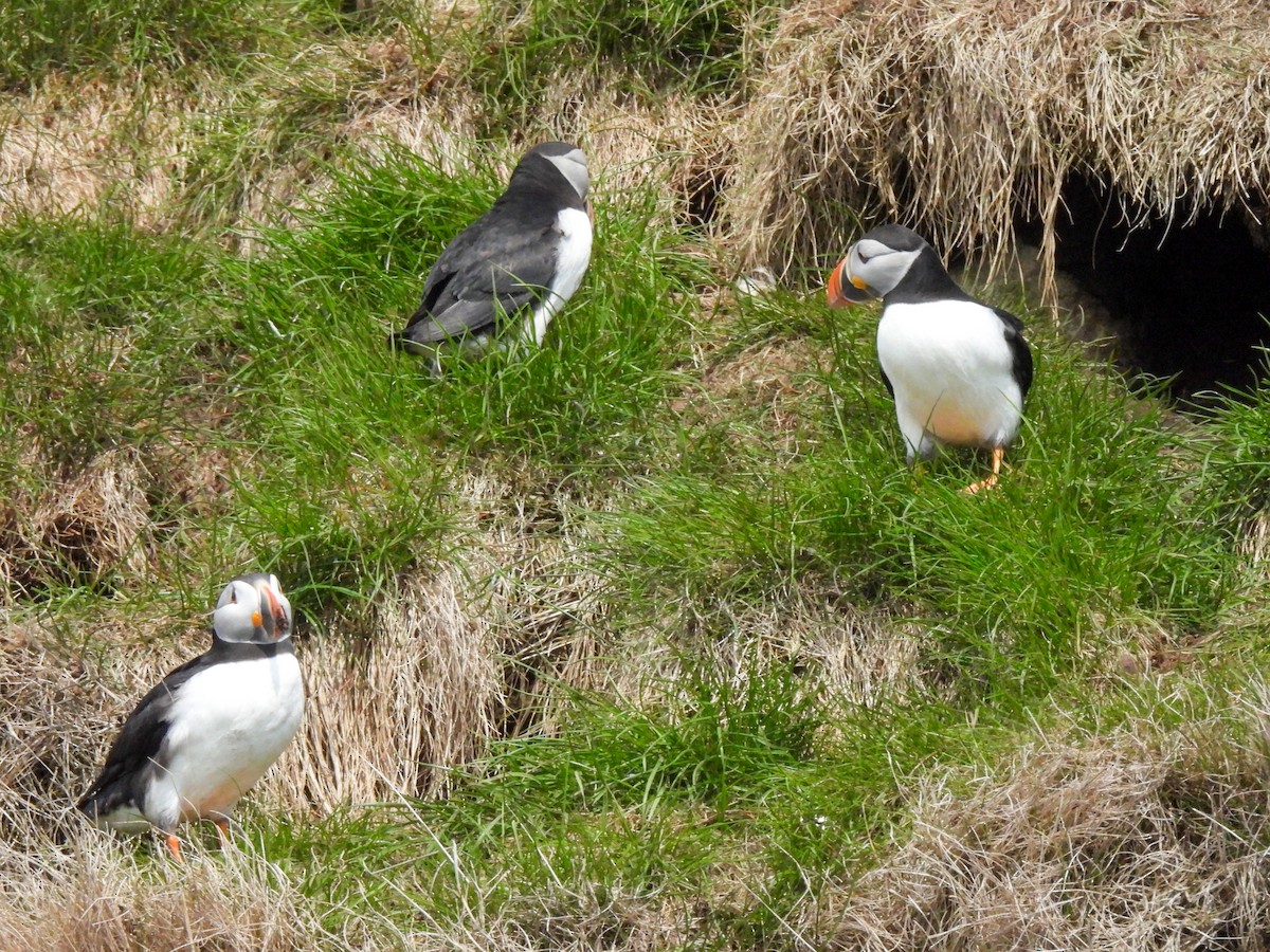 Atlantic Puffin - ML659764086
