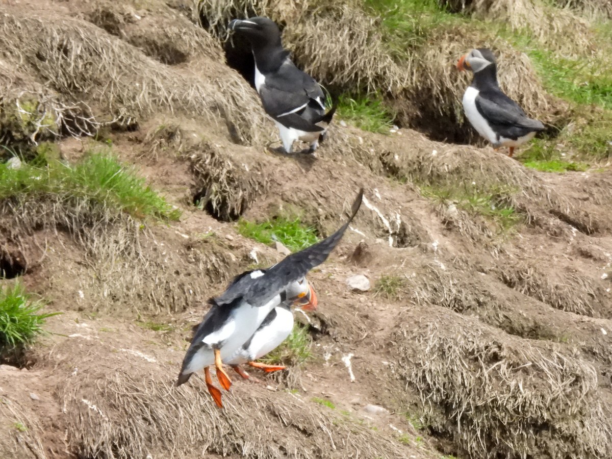 Atlantic Puffin - ML659764093
