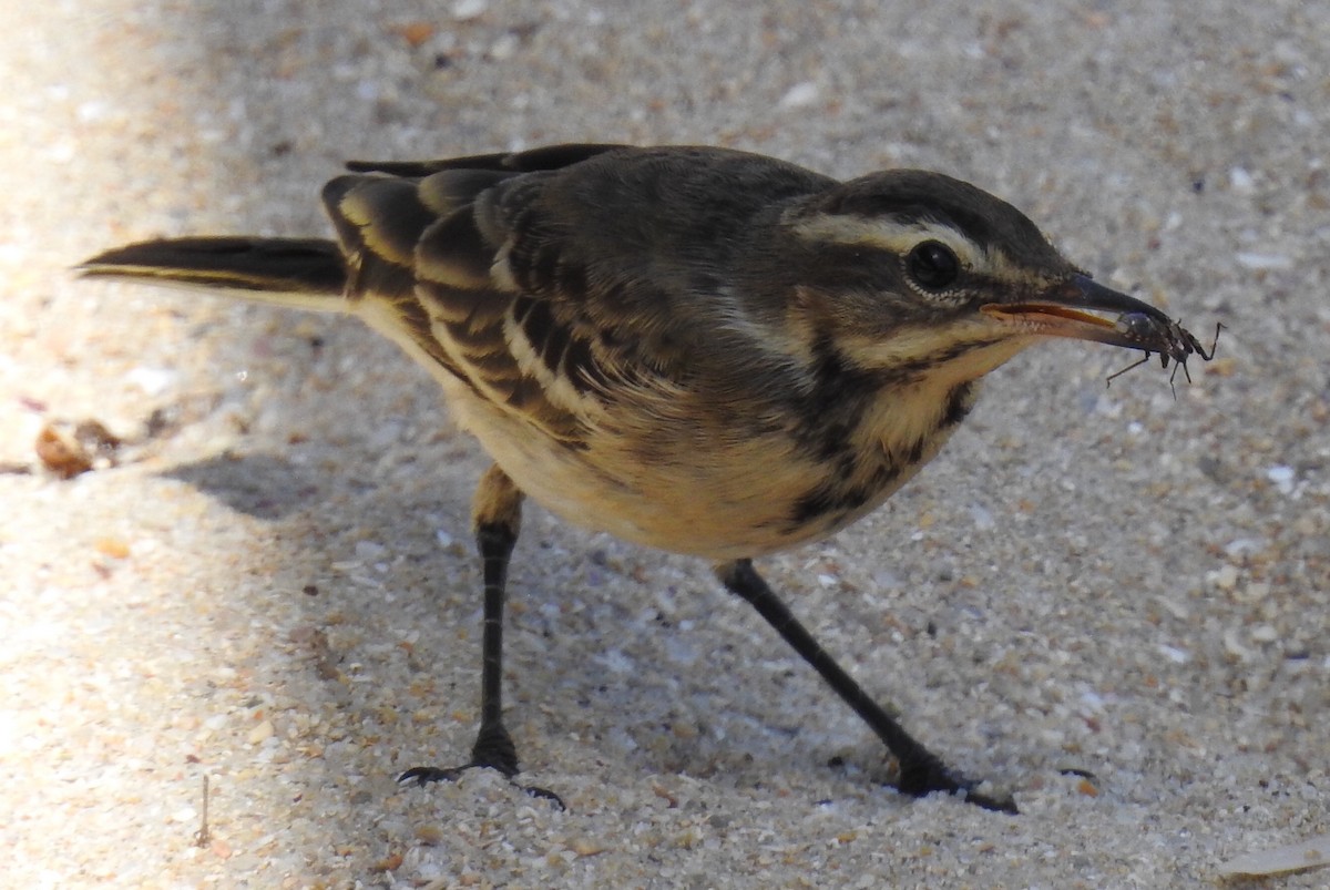 Western Yellow Wagtail - ML65976481