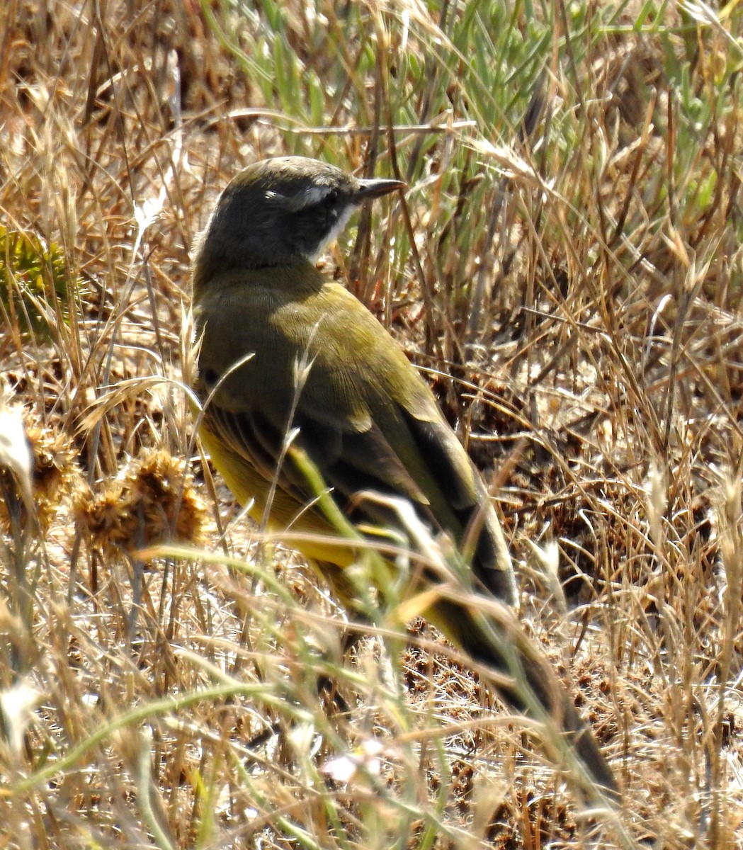 Western Yellow Wagtail - ML65976541