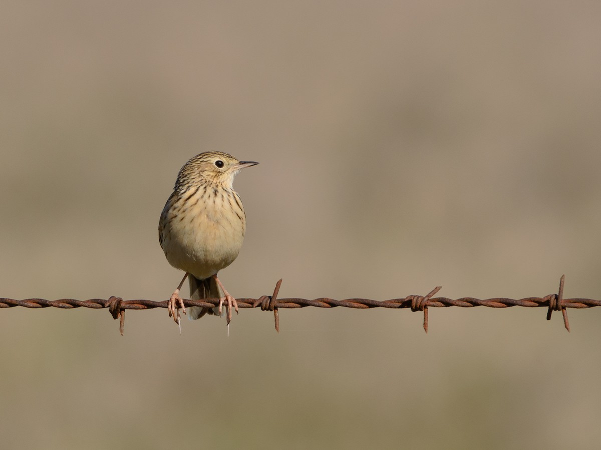 Hellmayr's Pipit - ML659765941