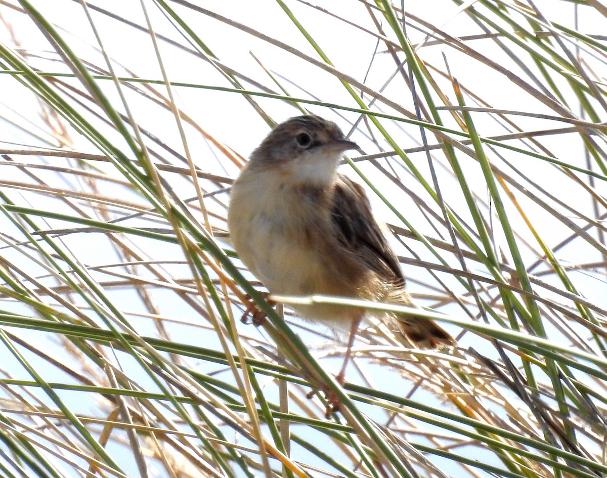 Zitting Cisticola - ML65976631