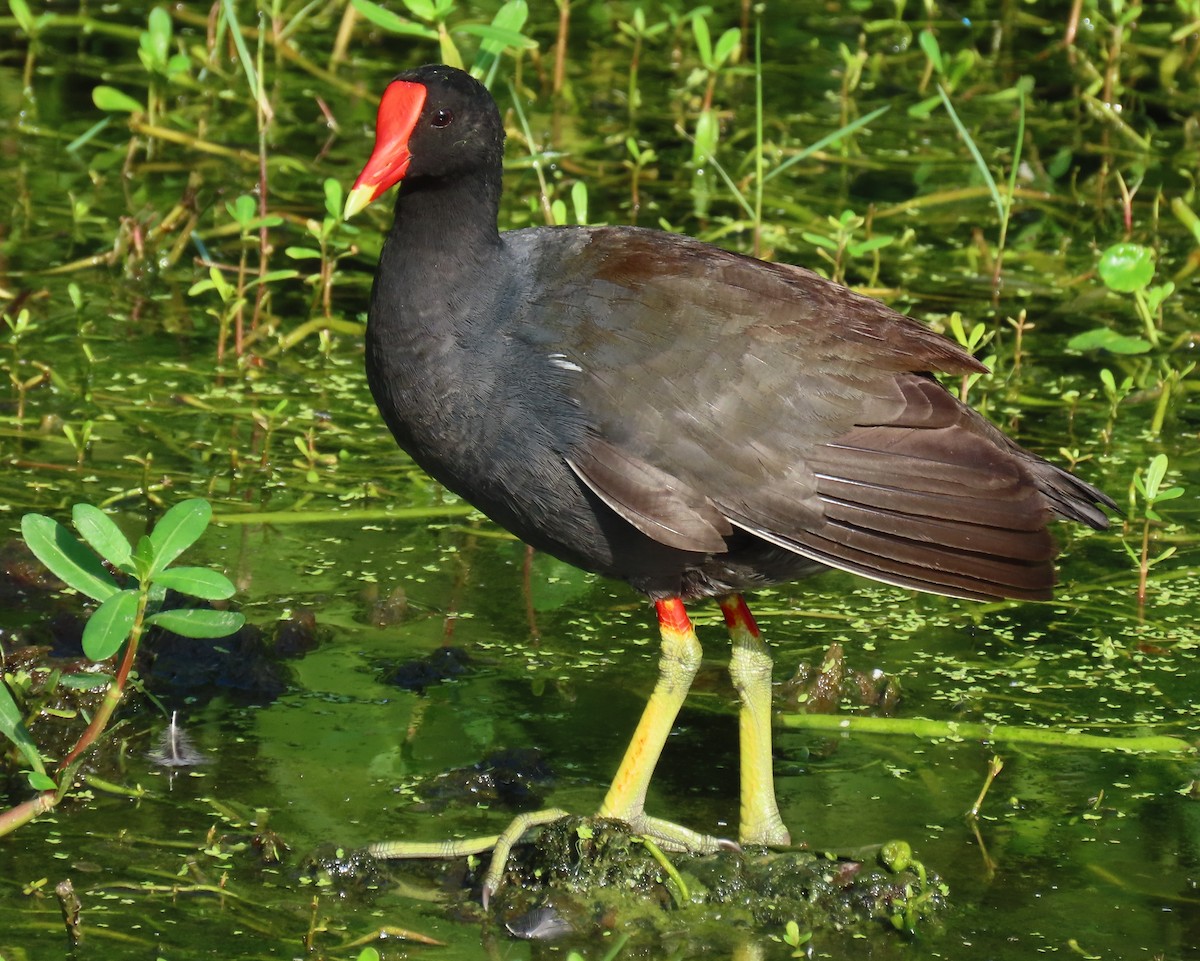 Common Gallinule - ML659766609
