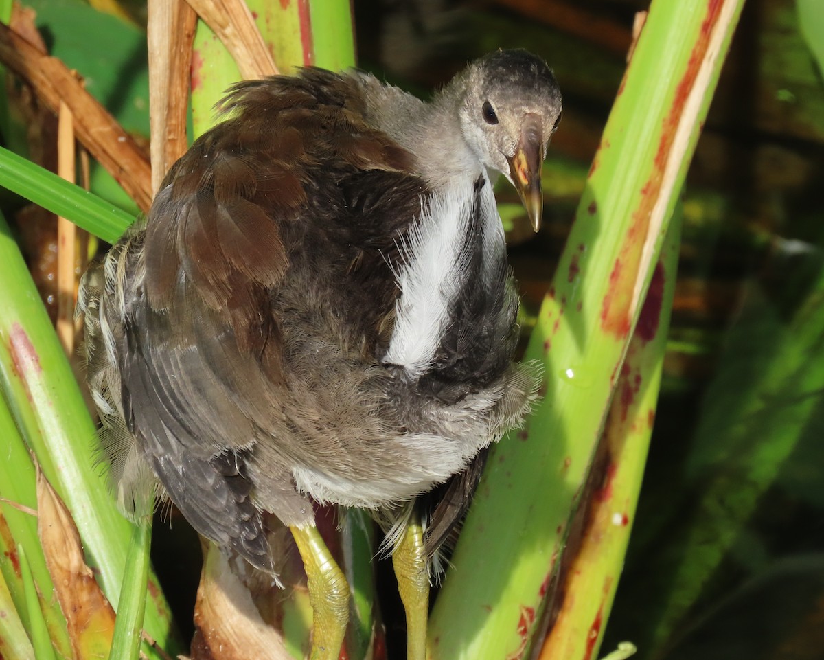 Common Gallinule - ML659766610
