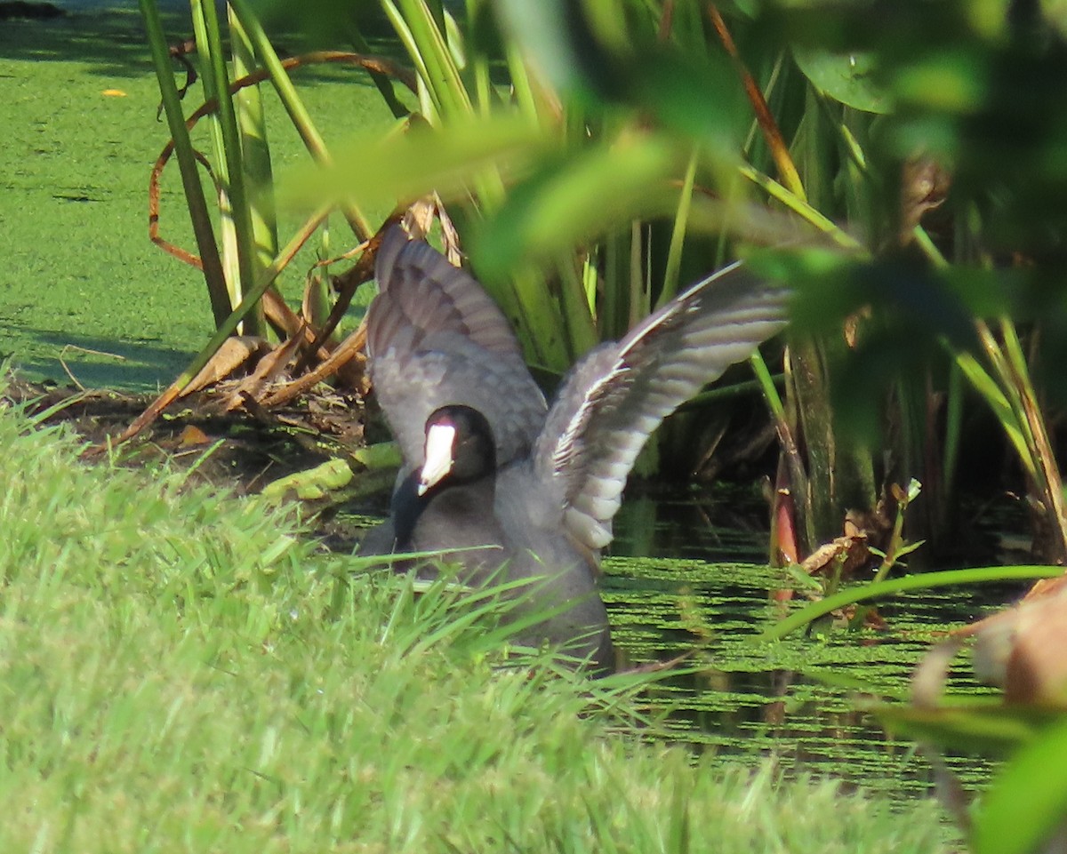 American Coot - ML659766622