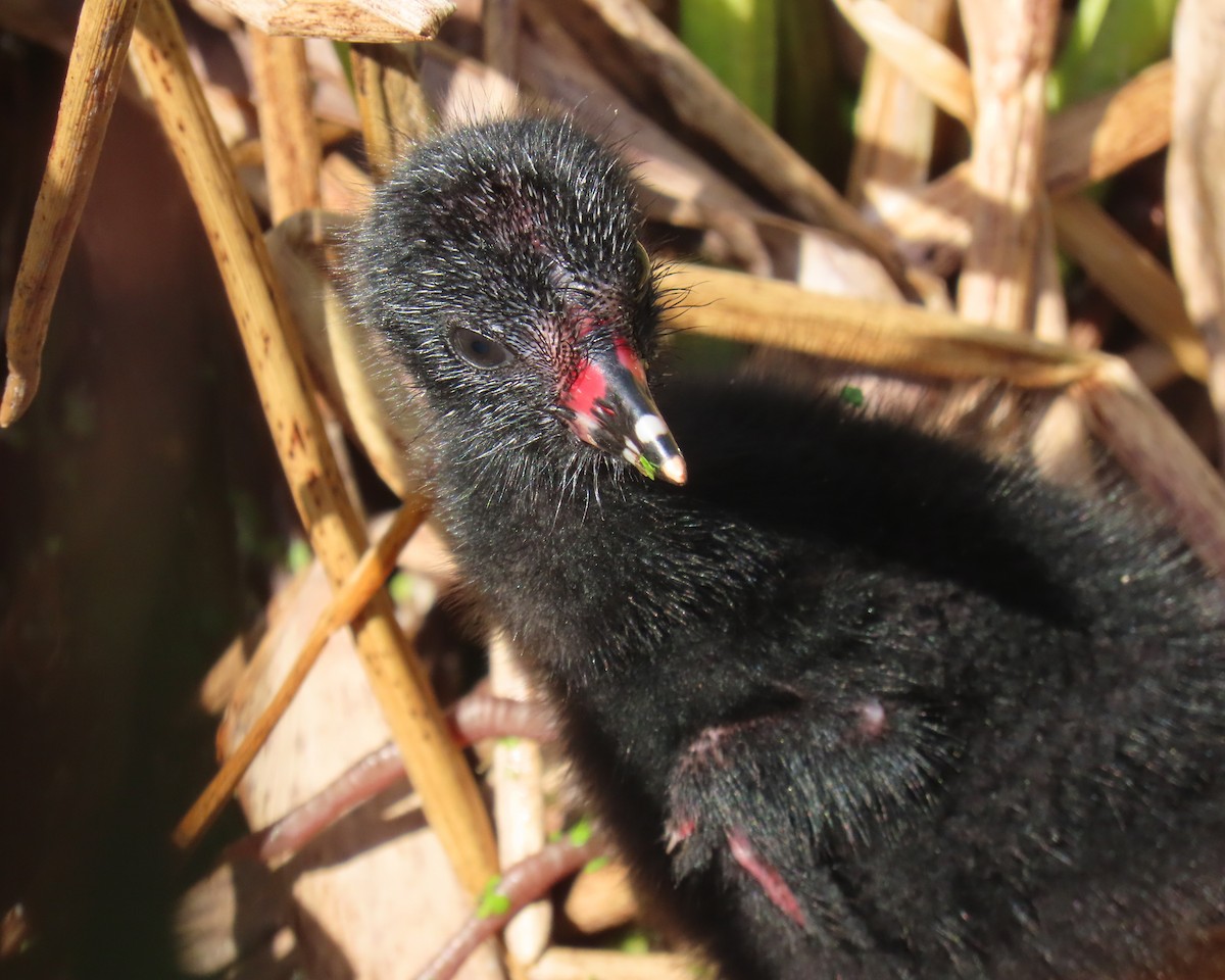 Purple Gallinule - ML659766635