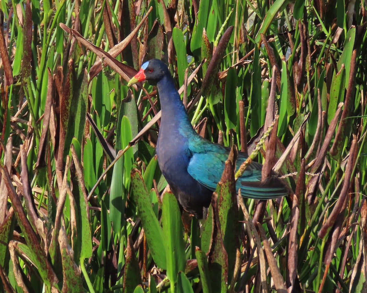 Purple Gallinule - ML659766647