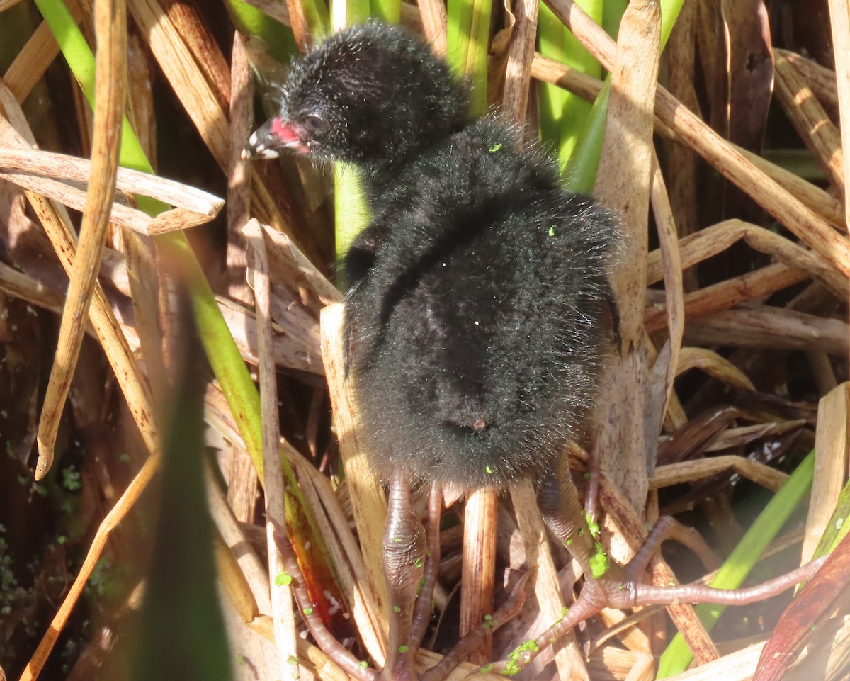 Purple Gallinule - ML659766649