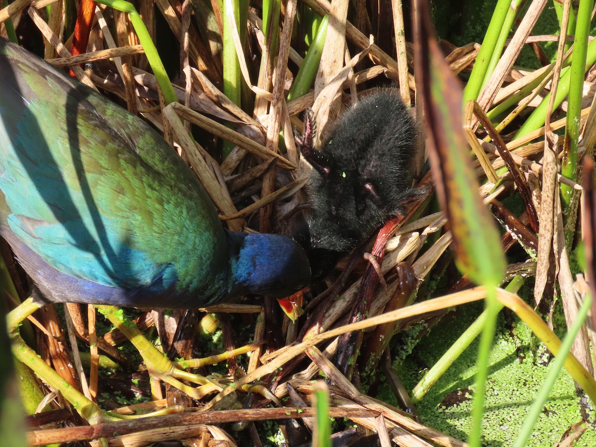 Purple Gallinule - ML659766658