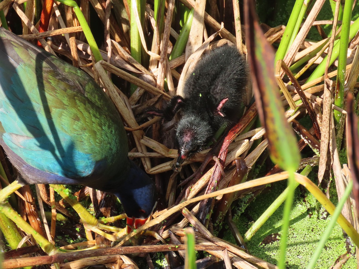 Purple Gallinule - ML659766659