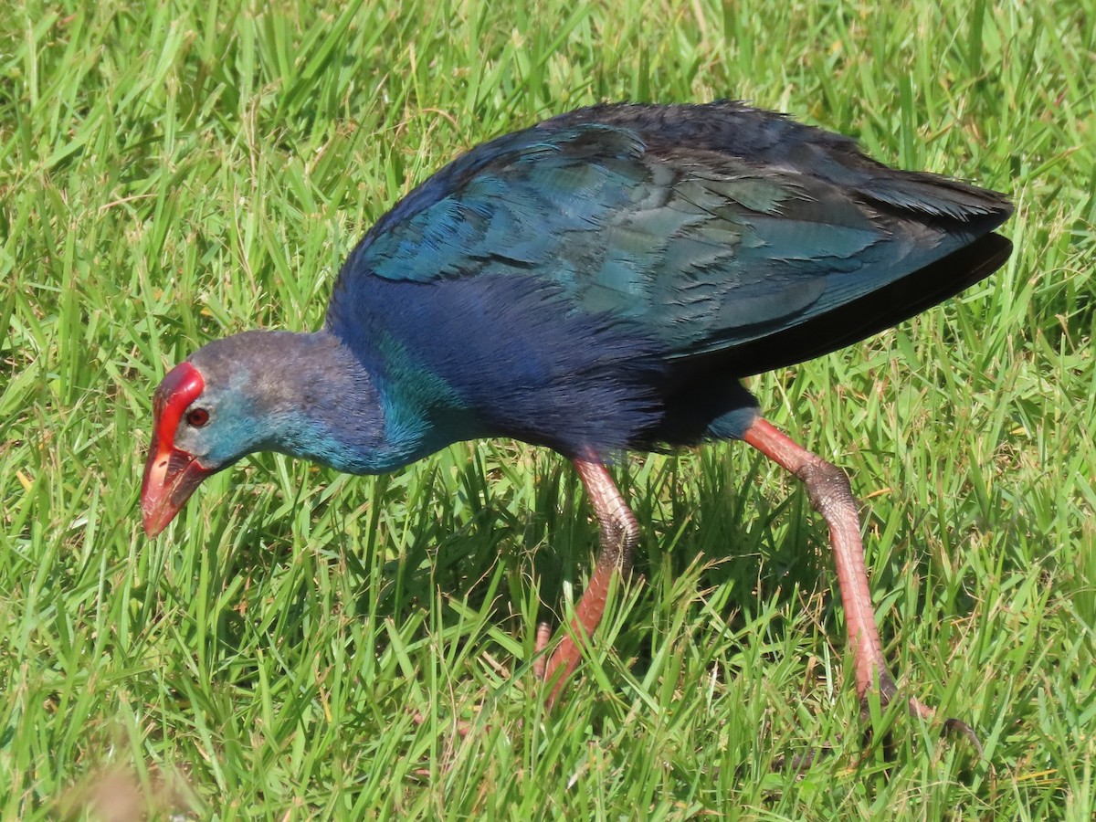 Gray-headed Swamphen - ML659766674