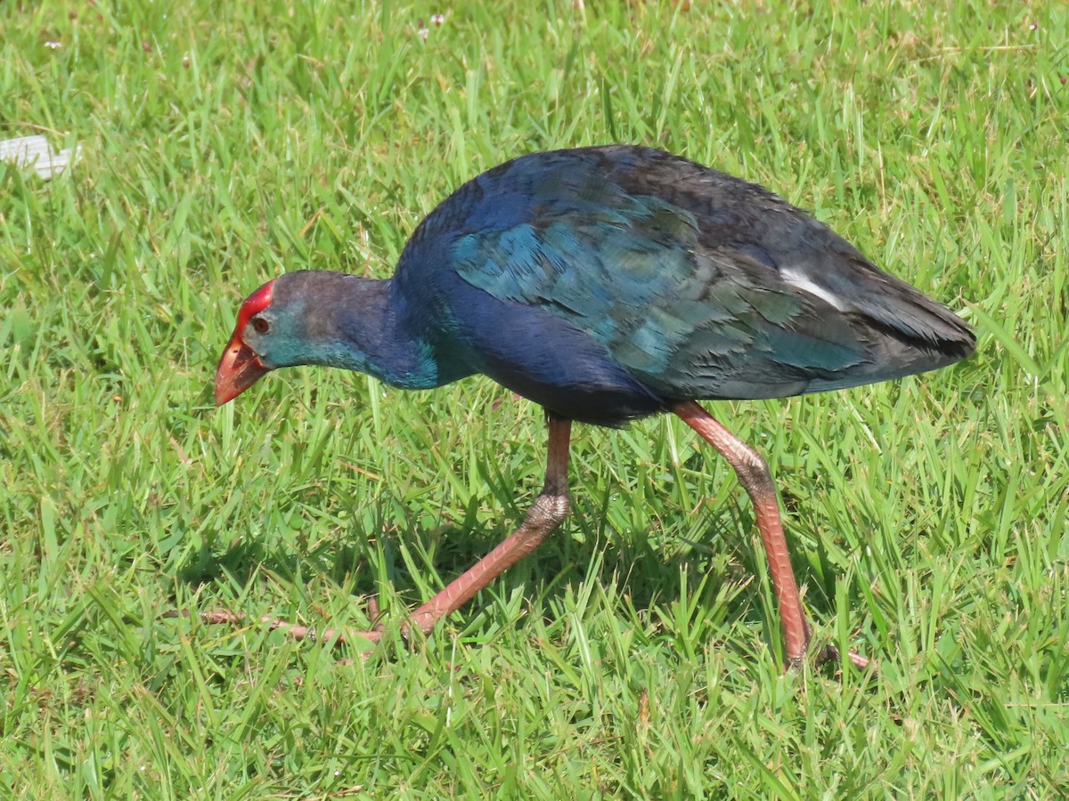 Gray-headed Swamphen - ML659766675