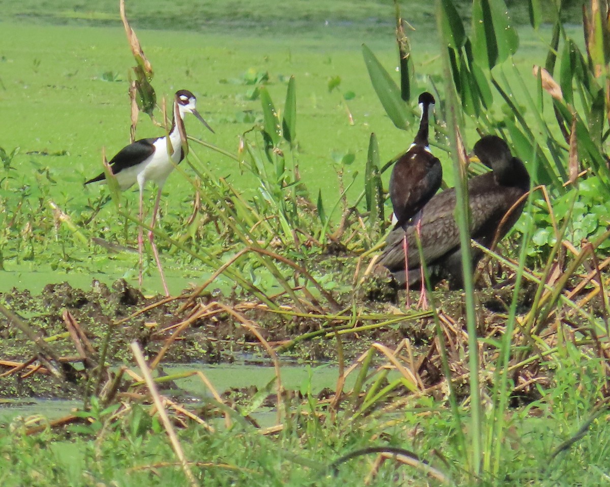 Black-necked Stilt - ML659766694