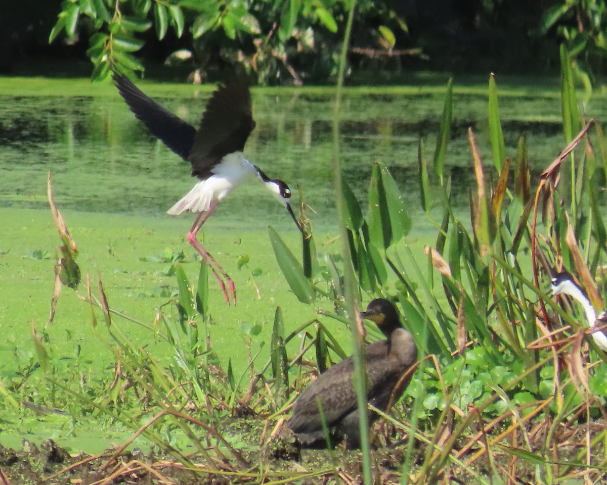 Black-necked Stilt - ML659766695