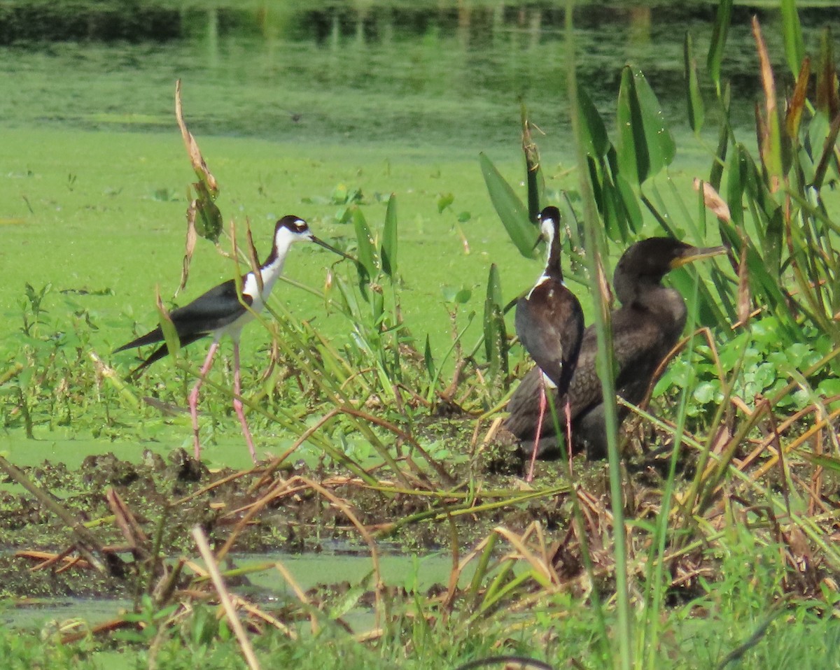 Black-necked Stilt - ML659766697
