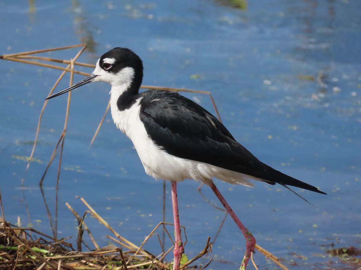 Black-necked Stilt - ML659766726