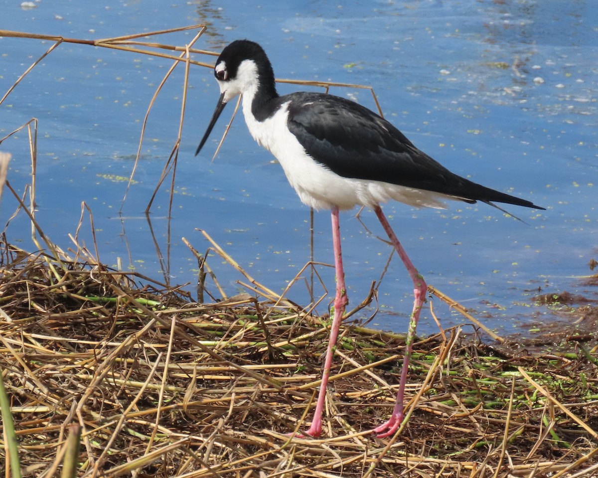 Black-necked Stilt - ML659766730