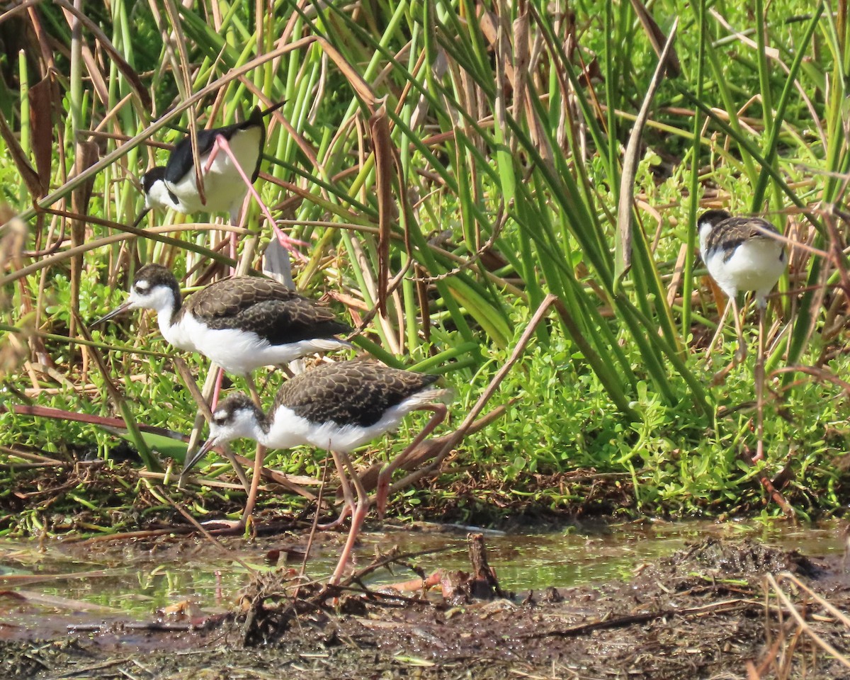Black-necked Stilt - ML659766731
