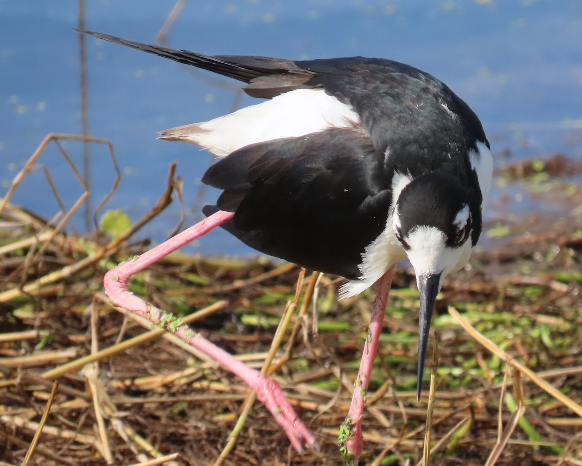 Black-necked Stilt - ML659766733