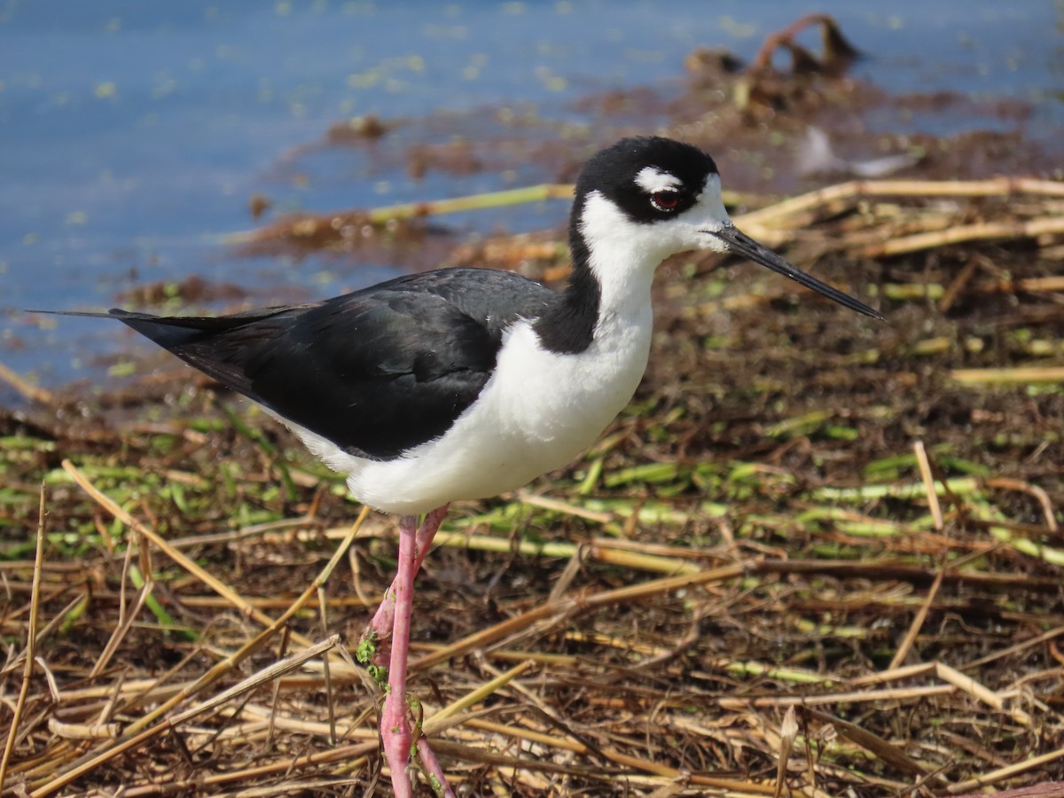 Black-necked Stilt - ML659766736