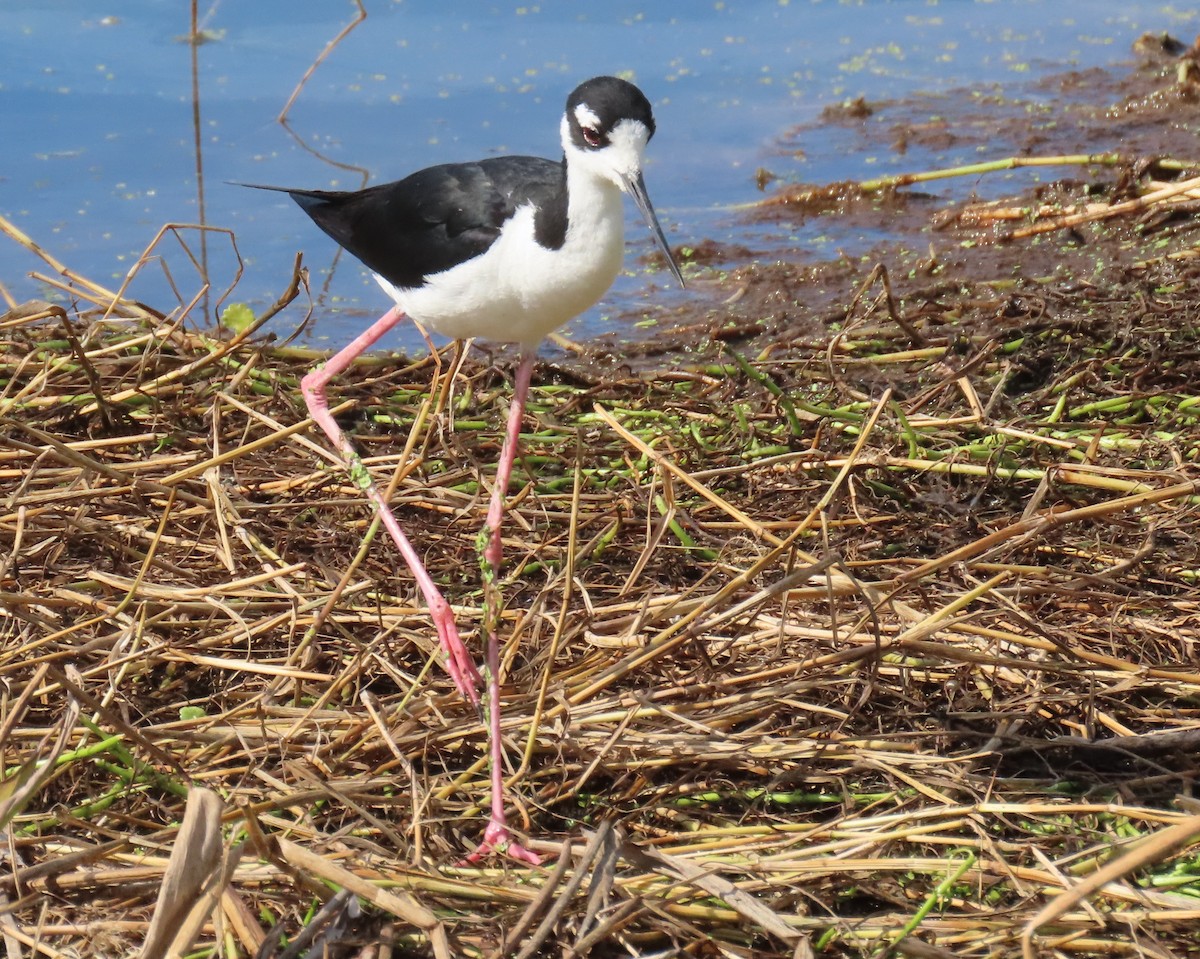 Black-necked Stilt - ML659766737