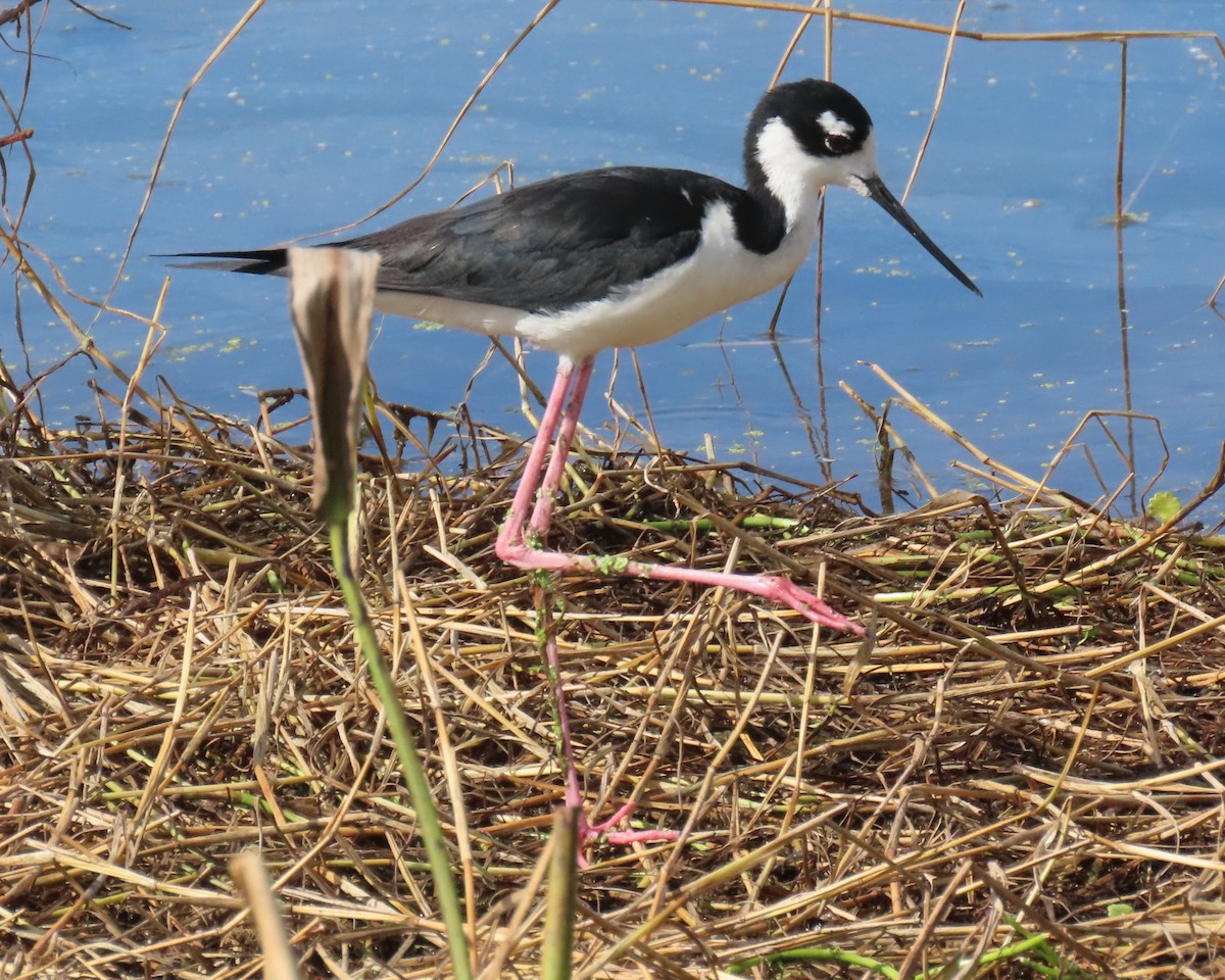 Black-necked Stilt - ML659766738