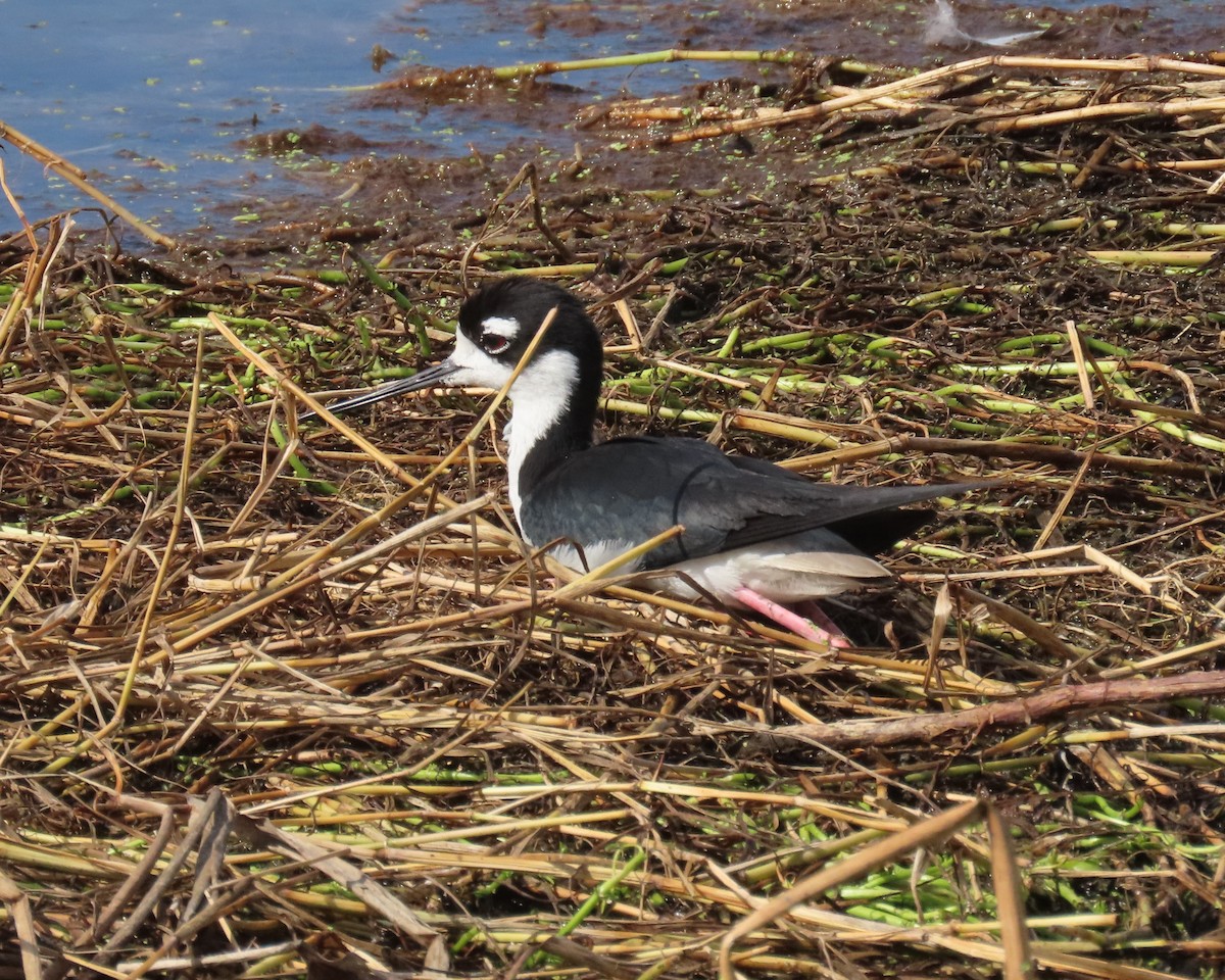 Black-necked Stilt - ML659766739