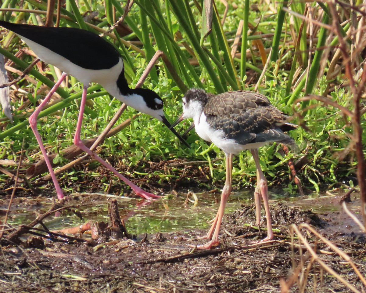 Black-necked Stilt - ML659766740
