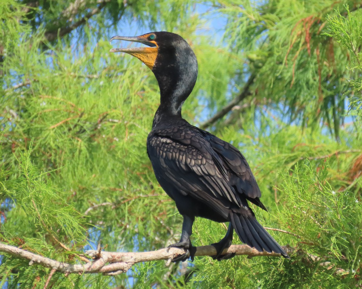 Double-crested Cormorant - ML659766744