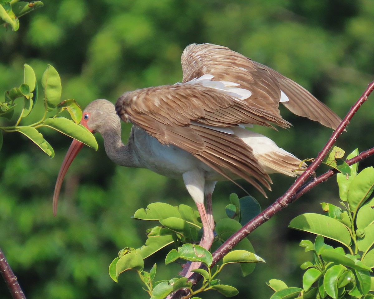 White Ibis - ML659766755